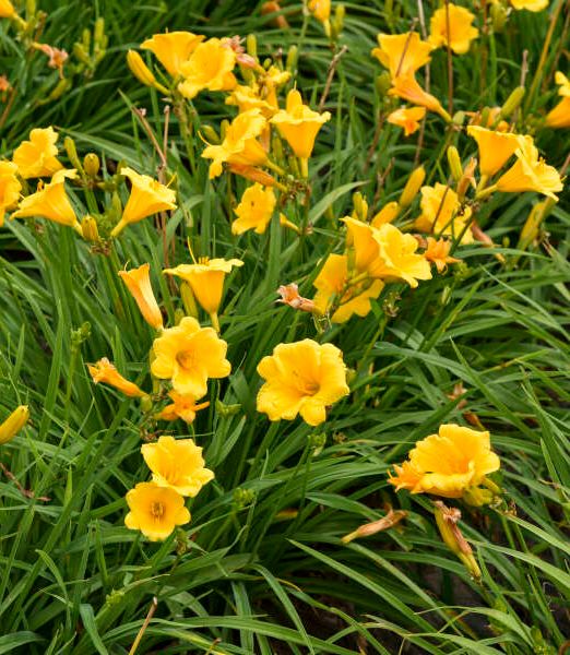 Hemerocallis 'Stella de´Oro'